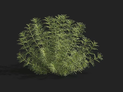 Lush Green Aquatic Plants With Dense Leafy Foliage And Vibrant Growth 3d model