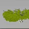 Lush Green Plants With Abundant Round Leaves And Delicate White Flowers