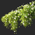 Lush Vine Adorned With White Flowers And Green Foliage