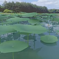 Lush Green Lotus Leaves With White Flowers Floating On Pond Water