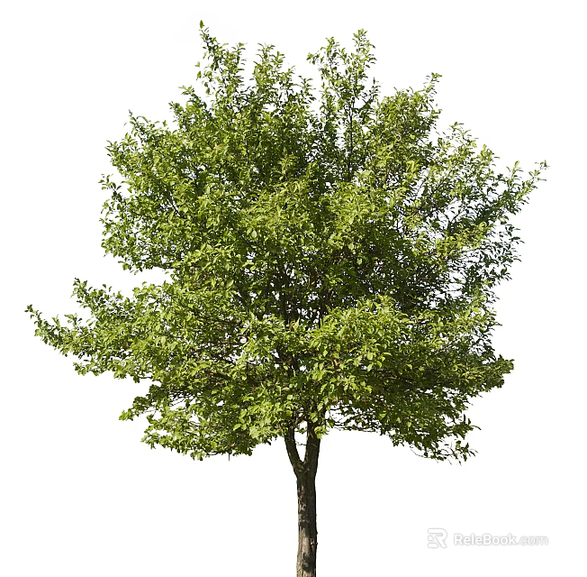 Healthy Lush Tree With Dense Vibrant Green Leaves And Sturdy Trunk 3d model 