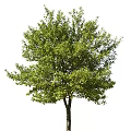 Healthy Lush Tree With Dense Vibrant Green Leaves And Sturdy Trunk