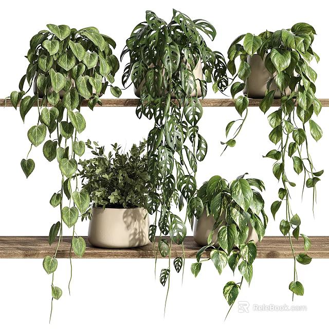 Indoor Decorative Potted Plants With Hanging Green Leaf Varieties on Wooden Shelves 3d model 