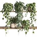 Indoor Decorative Potted Plants With Hanging Green Leaf Varieties on Wooden Shelves
