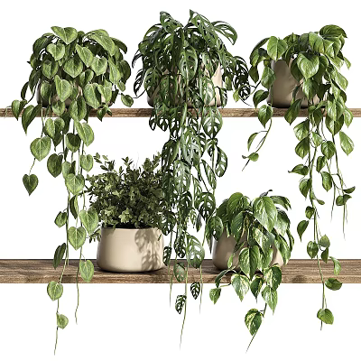 Indoor Decorative Potted Plants With Hanging Green Leaf Varieties on Wooden Shelves 3d model