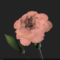 Beautiful Pink Carnation Flower With Soft Petals And Green Buds On Dark Background