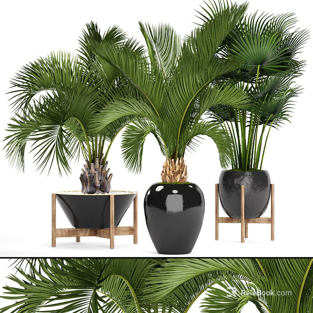 Lush Green Bonsai Potted Plants In Black Ceramic Pots With Wooden Stands 3d model 