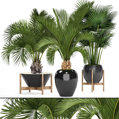 Lush Green Bonsai Potted Plants In Black Ceramic Pots With Wooden Stands 3d model