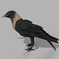 Realistic Flying Animal Crow With Black And Brown Feathers Standing On Gray Background