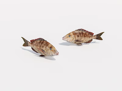 aquatic animal fish 3d model