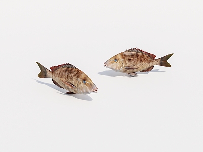 aquatic animal fish 3d model