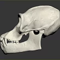 Detailed Anatomical Skull Organ Model Featuring White Smooth Surface And Structure