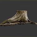 Natural Weathered Wooden Tree Stump With Green Moss And Wood Chips Soil