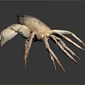 Fresh Crab With Purple Brown Shell And Light Colored Claws On Dark Smooth Surface