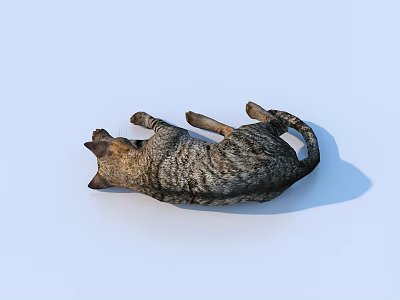 Cat Pet Kitten Flower Cat Domestic Cat 3d model Cat Pet Kitten Flower Cat Domestic Cat 3d model