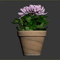 Blooming Purple and White Chrysanthemum Plant With Green Leaves In Terracotta Pot