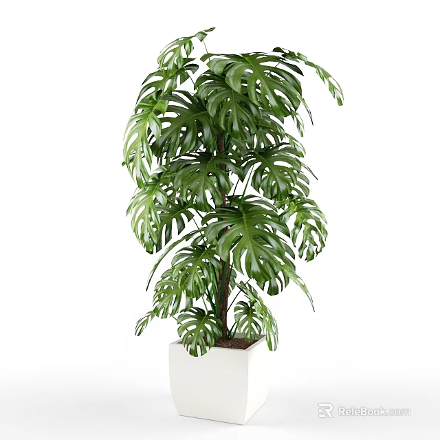 Tall Green Monstera Potted Plant With White Square Pot For Indoor Decoration 3d model 