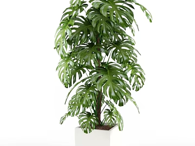 Tall Green Monstera Potted Plant With White Square Pot For Indoor Decoration 3d model