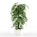 Tall Green Monstera Potted Plant With White Square Pot For Indoor Decoration