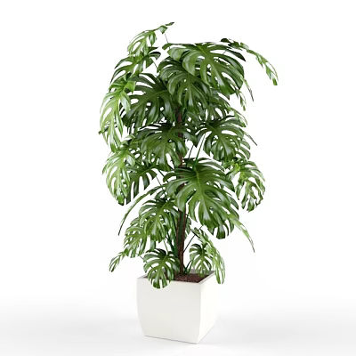 Tall Green Monstera Potted Plant With White Square Pot For Indoor Decoration 3d model