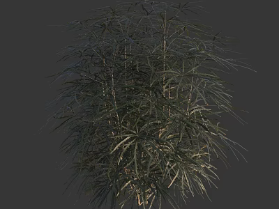 Detailed Tall Tree With Lush Green Foliage And Natural Branch Structure 3d model