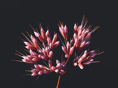 Pink Flowers With Small Petals And Slender Stamens Against Dark Background 3d model