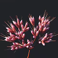 Pink Flowers With Small Petals And Slender Stamens Against Dark Background