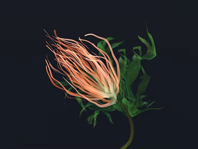 Vibrant Orange Flower with Slender Petals and Green Leaves on Black Background 3d model