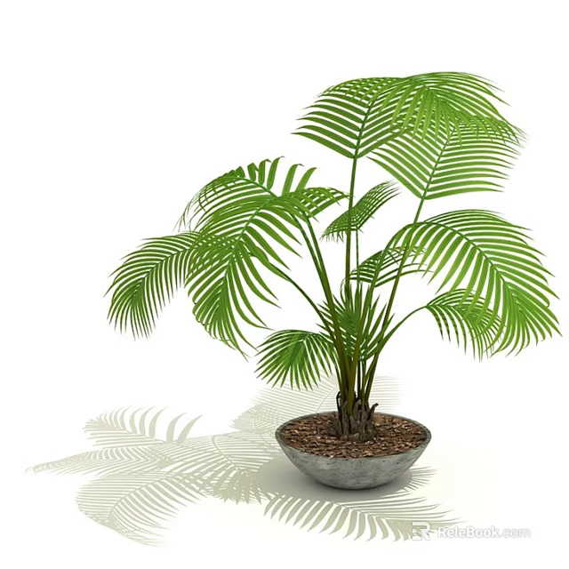 Lush Green Palm Potted Plant In Ceramic Pot With Leaf Shadows 3d model 