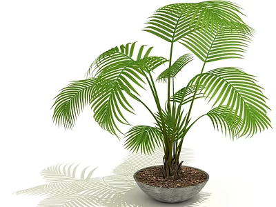 Lush Green Palm Potted Plant In Ceramic Pot With Leaf Shadows 3d model