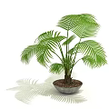 Lush Green Palm Potted Plant In Ceramic Pot With Leaf Shadows