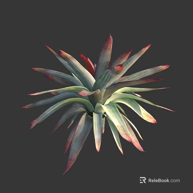 Succulent Plant Featuring Slender Green Leaves With Red Edges In Layered Rosette Form 3d model 