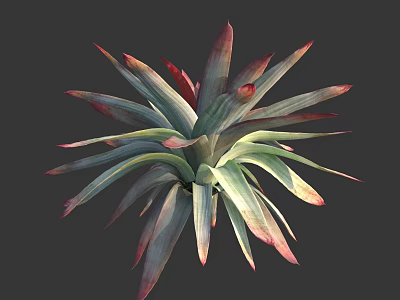 Succulent Plant Featuring Slender Green Leaves With Red Edges In Layered Rosette Form 3d model