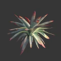 Succulent Plant Featuring Slender Green Leaves With Red Edges In Layered Rosette Form