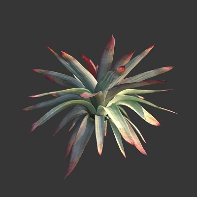 Succulent Plant Featuring Slender Green Leaves With Red Edges In Layered Rosette Form 3d model