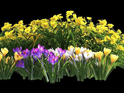 Yellow Purple White Blooming Spring Flowers In Garden Outdoor Plants 3d model