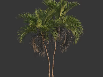 3D Rendered Palm Trees With Green Fronds And Brown Trunks Against Dark Background 3d model