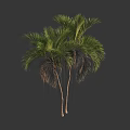 3D Rendered Palm Trees With Green Fronds And Brown Trunks Against Dark Background