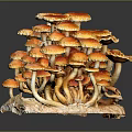 Vibrant Orange Red Mushrooms Growing On Wood With Red Edge Caps Forming Small Landscape