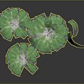 Fresh Green Herbaceous Plants Featuring Lush Spreading Leaves On Dark Background