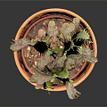 Green Cactus Plant in Orange Terracotta Pot Against Dark Background