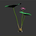 Lotus Plant With Pink Bloom Green Leaves Yellow Roots And Reflection