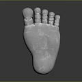 Realistic Human Foot Organ 3D Render With Textured White Surface And Reflective Dark Background