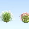 Two Clumps of Flowering Grass with White and Pink Plumes Against Light Blue Sky Background