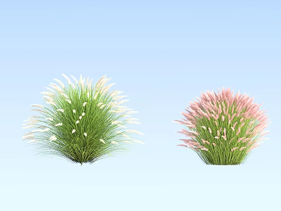 Two Clumps of Flowering Grass with White and Pink Plumes Against Light Blue Sky Background 3d model