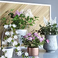 Bonsai Potted Plants With Pink White Flowers In Ceramic Copper Gray Pots