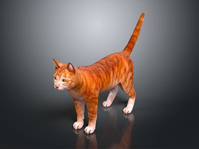 Orange Tabby Cat Standing On Black Glossy Surface With Gray Background 3d model