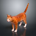Orange Tabby Cat Standing On Black Glossy Surface With Gray Background