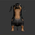 Black and Brown Dachshund Standing on Black Background With Realistic Rendering