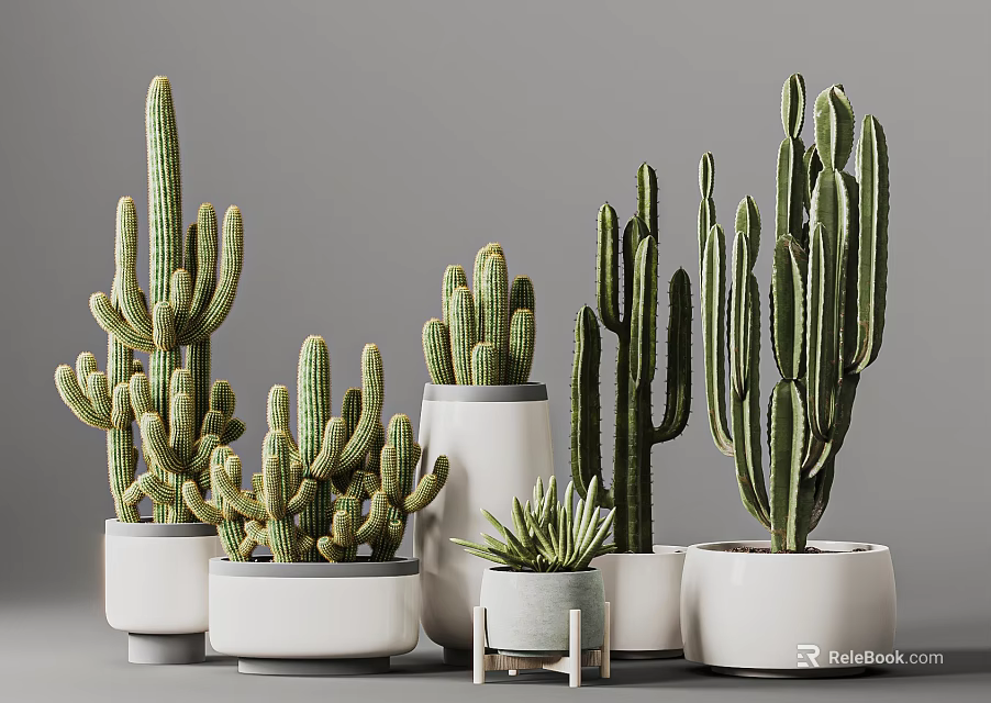 Various Types Of Cactus Potted Plants In White Ceramic Pots For Indoor 3d model 